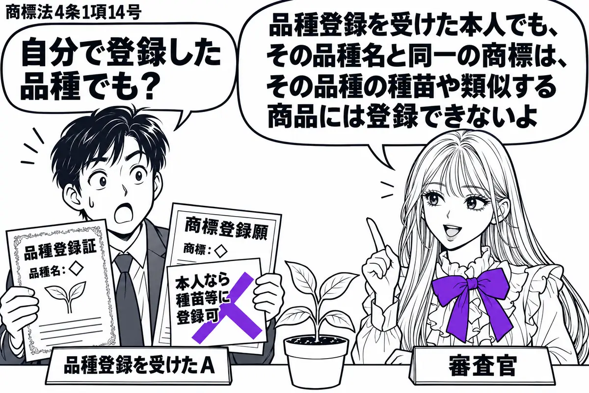 先生が審査官役（札「審査官」）で窓口の右。左に育成者（札「品種登録を受けたＡ」）が品種登録証と商標登録願を持つ。机にはその品種の苗を置き、品種名と同じ商標を記した願書に「本人なら種苗等に登録可」の付箋。その付箋にヴァイオレットの×印。先生の