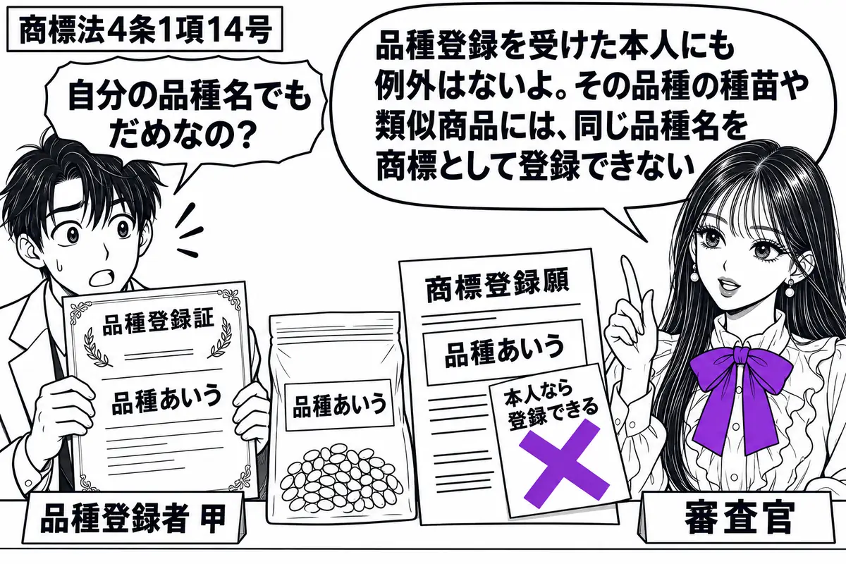 先生が右の窓口に立つ審査官役（札「審査官」）。左の出願人（札「品種登録者 甲」）が品種登録証を掲げ、机に種苗の袋と同じ品種名を書いた商標登録願を置く。願書に付けた「本人なら登録できる」の付箋にヴァイオレットの×印。先生の吹き出し「品種登録を